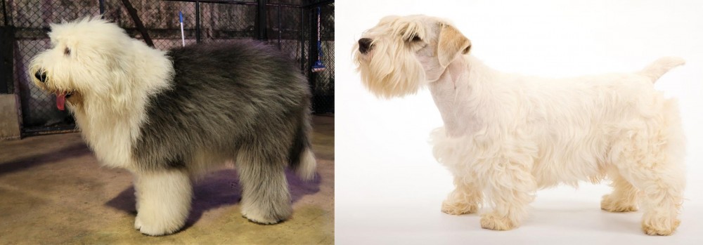 Sealyham Terrier vs Old English Sheepdog - Breed Comparison