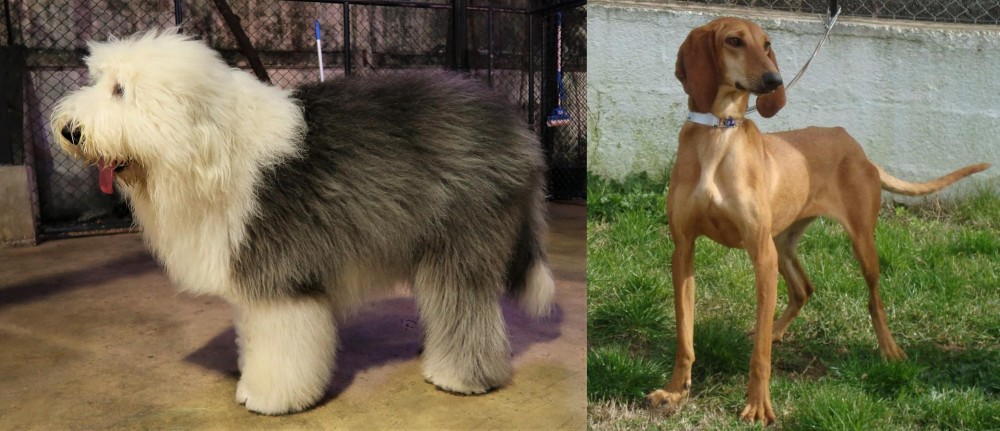 Segugio Italiano vs Old English Sheepdog - Breed Comparison