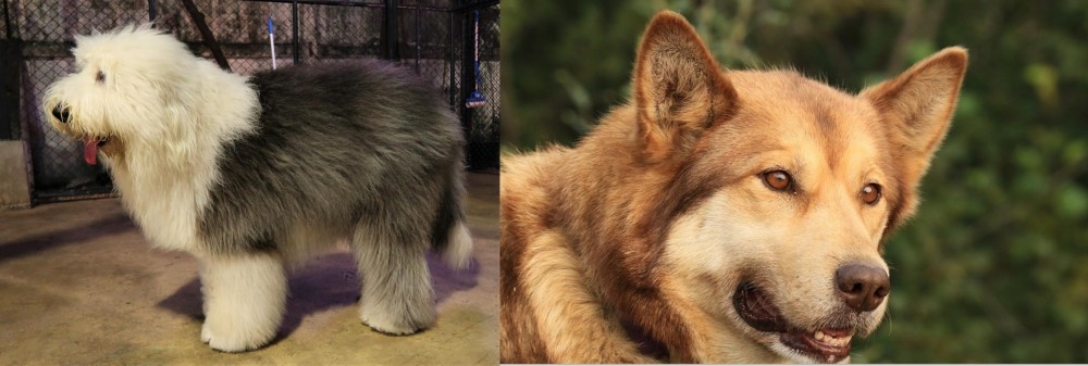 Seppala Siberian Sleddog vs Old English Sheepdog - Breed Comparison