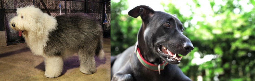 Shepard Labrador vs Old English Sheepdog - Breed Comparison