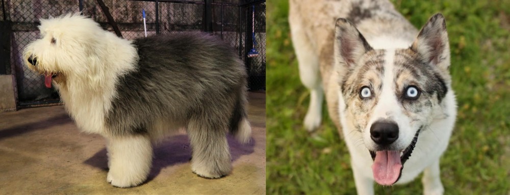Shepherd Husky vs Old English Sheepdog - Breed Comparison