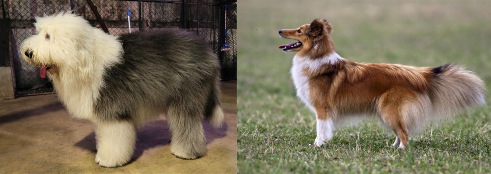 Shetland Sheepdog vs Old English Sheepdog - Breed Comparison