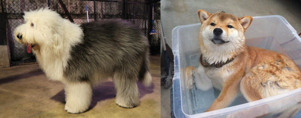 Shiba Inu vs Old English Sheepdog - Breed Comparison