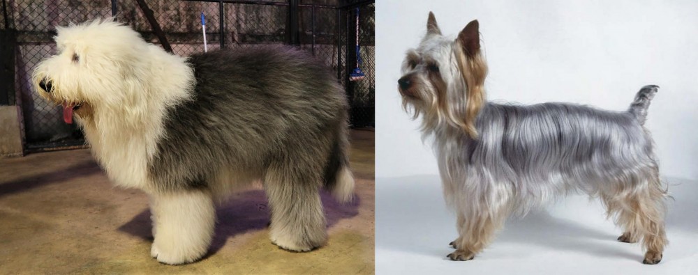 Silky Terrier vs Old English Sheepdog - Breed Comparison