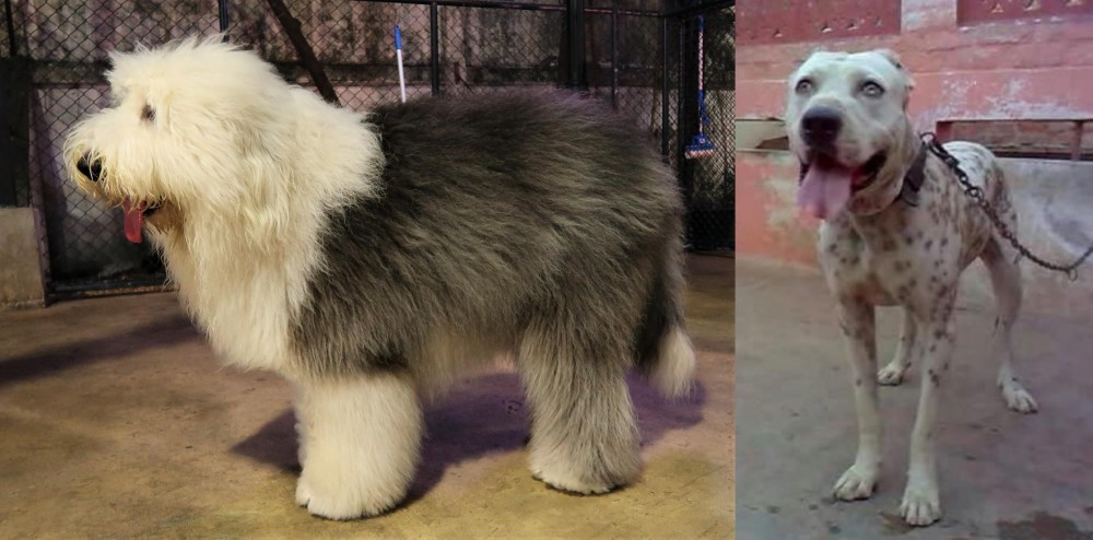 Sindh Mastiff vs Old English Sheepdog - Breed Comparison