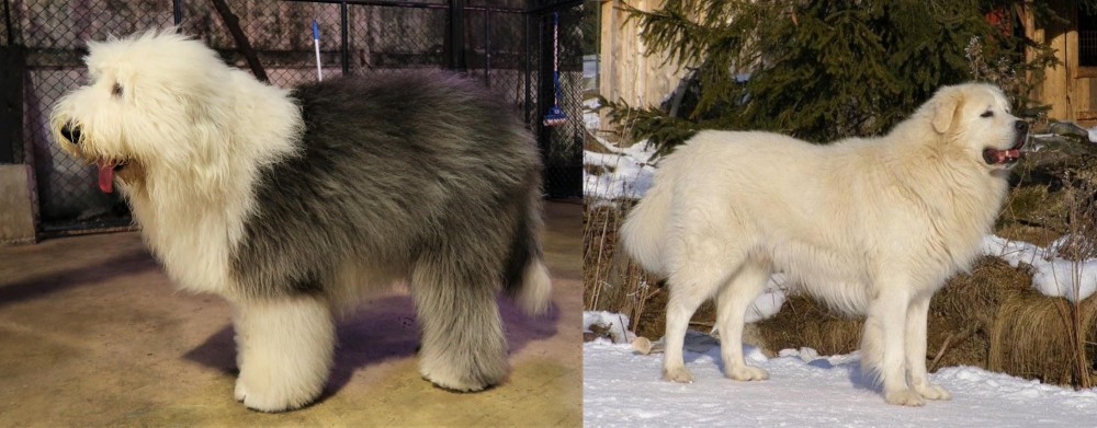 Slovak Cuvac vs Old English Sheepdog - Breed Comparison