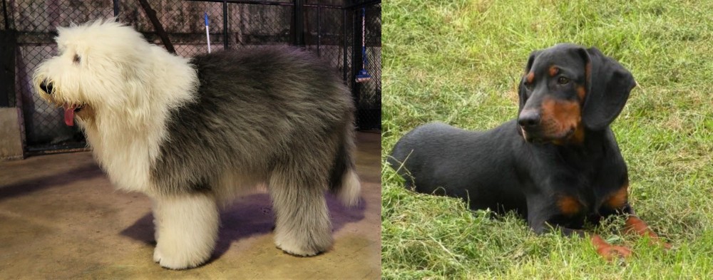 Slovakian Hound vs Old English Sheepdog - Breed Comparison