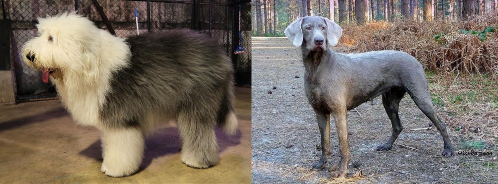 Slovensky Hrubosrsty Stavac vs Old English Sheepdog - Breed Comparison