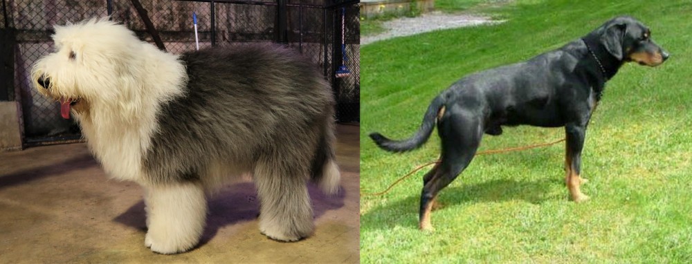Smalandsstovare vs Old English Sheepdog - Breed Comparison