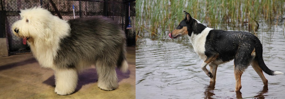 Smooth Collie vs Old English Sheepdog - Breed Comparison