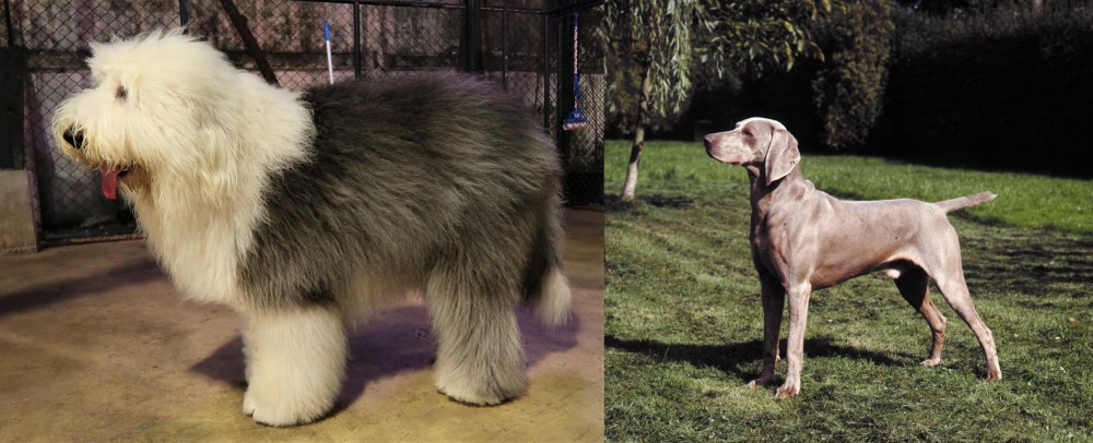 Smooth Haired Weimaraner vs Old English Sheepdog - Breed Comparison