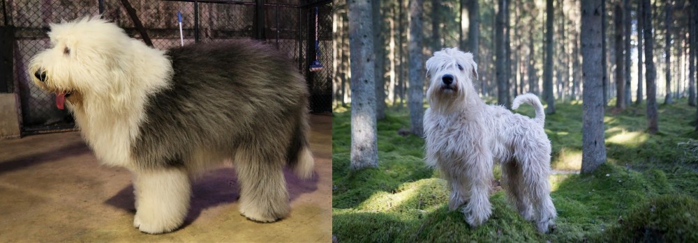Soft-Coated Wheaten Terrier vs Old English Sheepdog - Breed Comparison