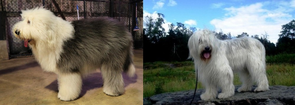 South Russian Ovcharka vs Old English Sheepdog - Breed Comparison
