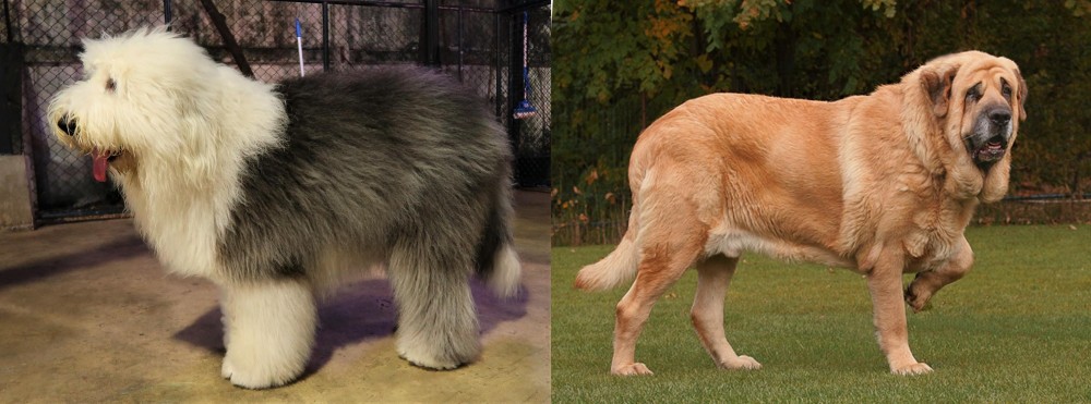 Spanish Mastiff vs Old English Sheepdog - Breed Comparison