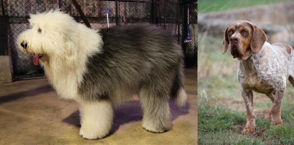 Spanish Pointer vs Old English Sheepdog - Breed Comparison