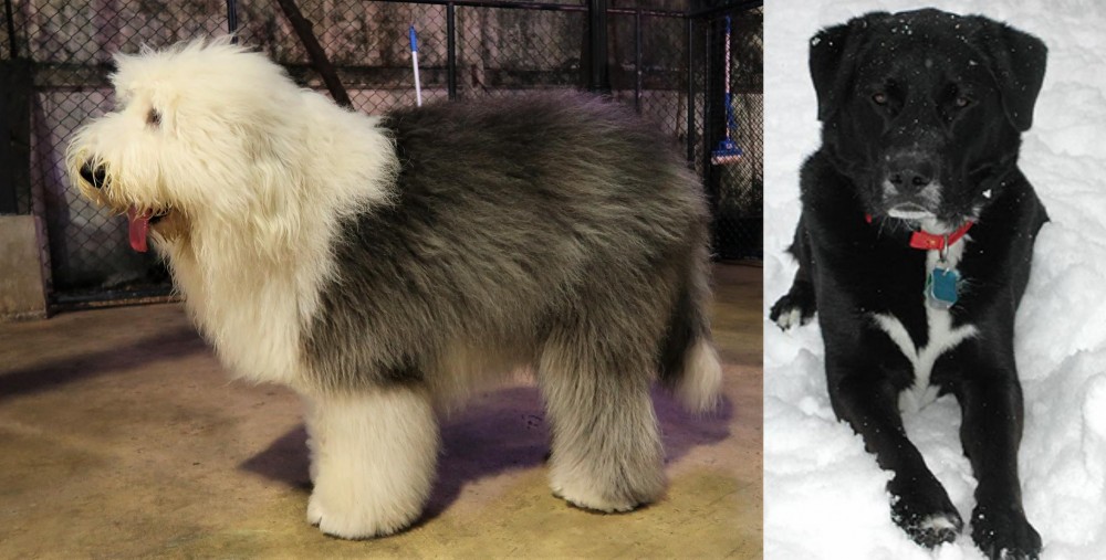 St. John's Water Dog vs Old English Sheepdog - Breed Comparison