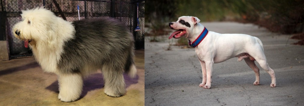 Staffordshire Bull Terrier vs Old English Sheepdog - Breed Comparison