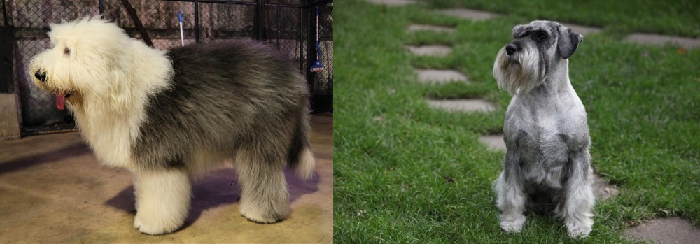 Standard Schnauzer vs Old English Sheepdog - Breed Comparison