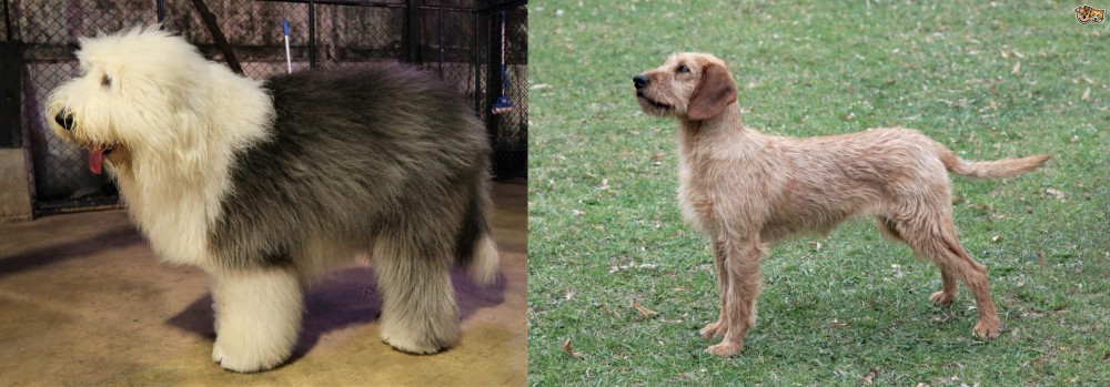 Styrian Coarse Haired Hound vs Old English Sheepdog - Breed Comparison