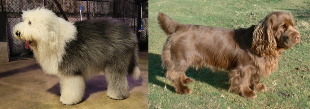 Sussex Spaniel vs Old English Sheepdog - Breed Comparison