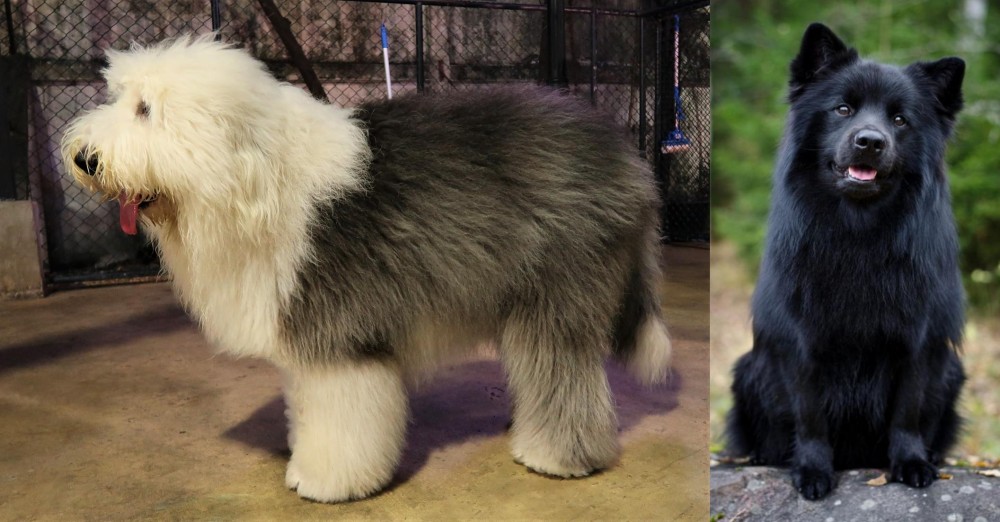 Swedish Lapphund vs Old English Sheepdog - Breed Comparison