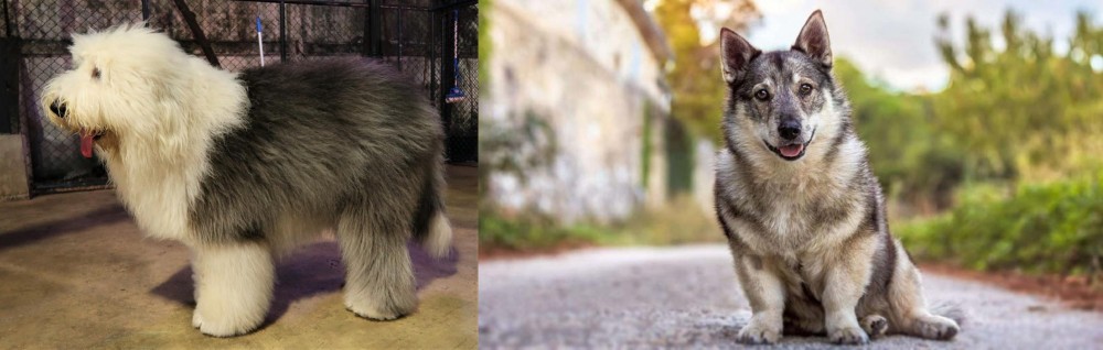 Swedish Vallhund vs Old English Sheepdog - Breed Comparison