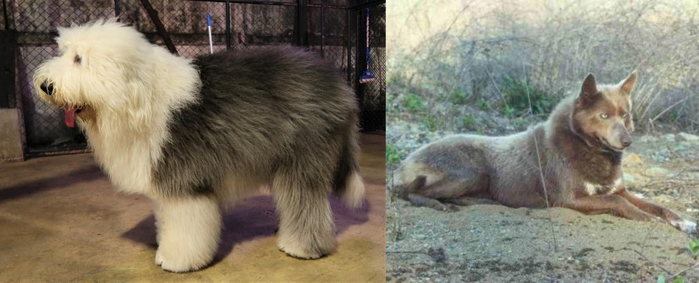Tahltan Bear Dog vs Old English Sheepdog - Breed Comparison