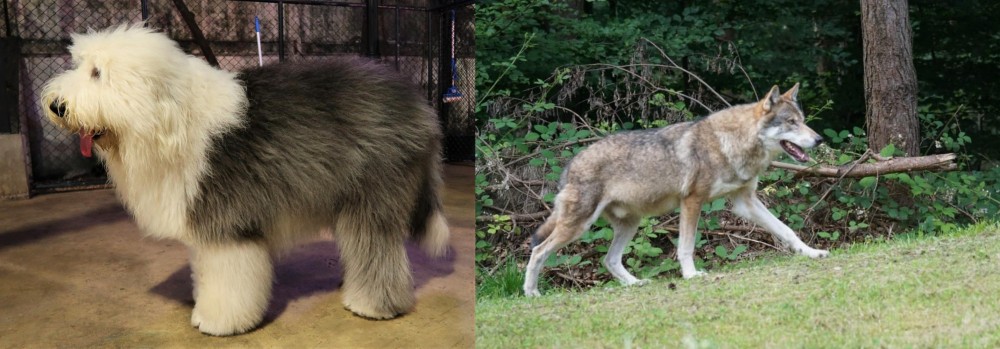 Tamaskan vs Old English Sheepdog - Breed Comparison