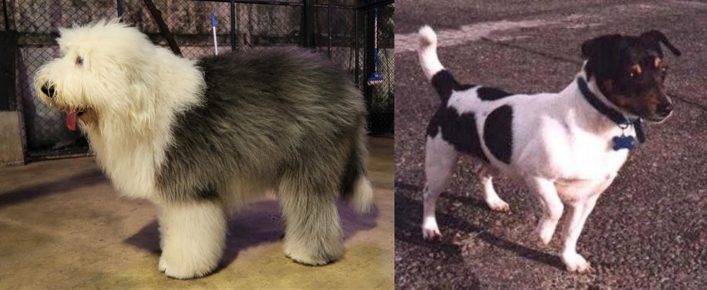 Teddy Roosevelt Terrier vs Old English Sheepdog - Breed Comparison