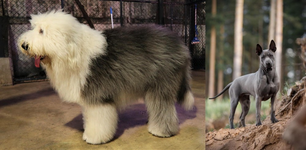 Thai Ridgeback vs Old English Sheepdog - Breed Comparison