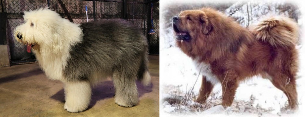 Tibetan Kyi Apso vs Old English Sheepdog - Breed Comparison