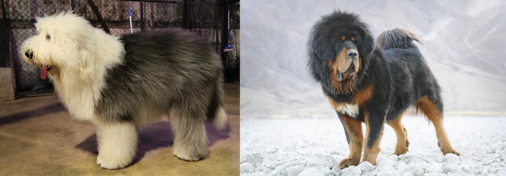 Tibetan Mastiff vs Old English Sheepdog - Breed Comparison