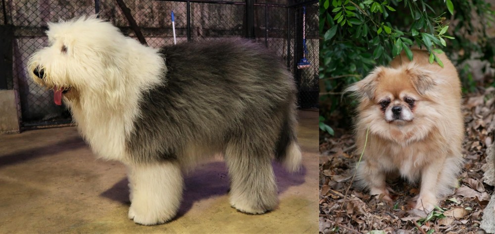 Tibetan Spaniel vs Old English Sheepdog - Breed Comparison