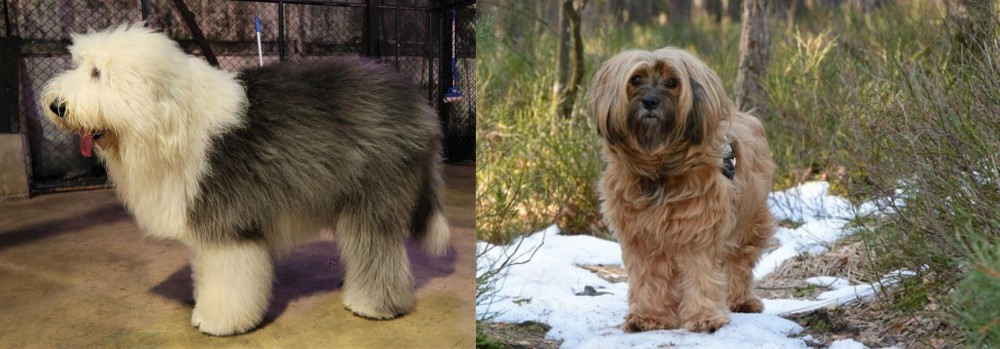 Tibetan Terrier vs Old English Sheepdog - Breed Comparison