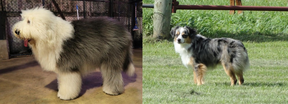 Toy Australian Shepherd vs Old English Sheepdog - Breed Comparison