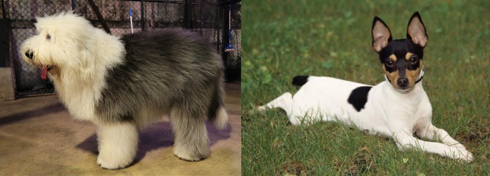 Toy Fox Terrier vs Old English Sheepdog - Breed Comparison