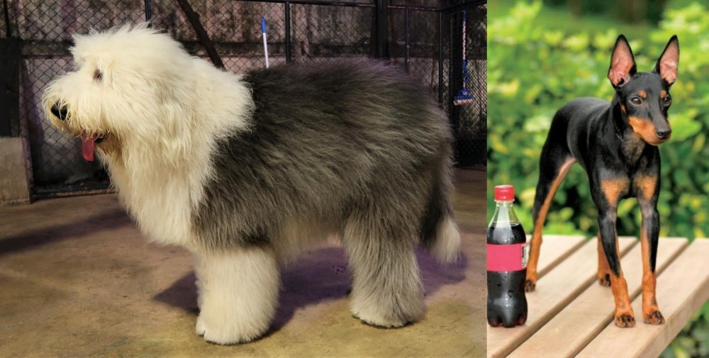 Toy Manchester Terrier vs Old English Sheepdog - Breed Comparison