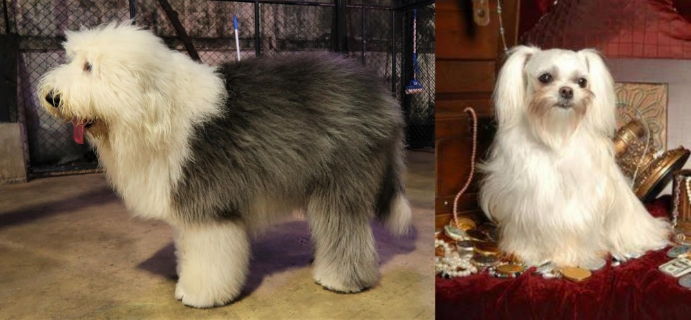 Toy Mi-Ki vs Old English Sheepdog - Breed Comparison