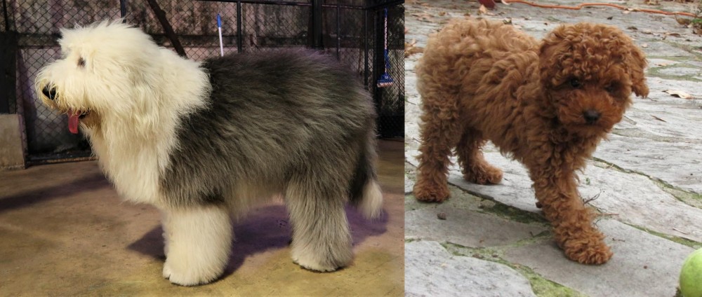 Toy Poodle vs Old English Sheepdog - Breed Comparison