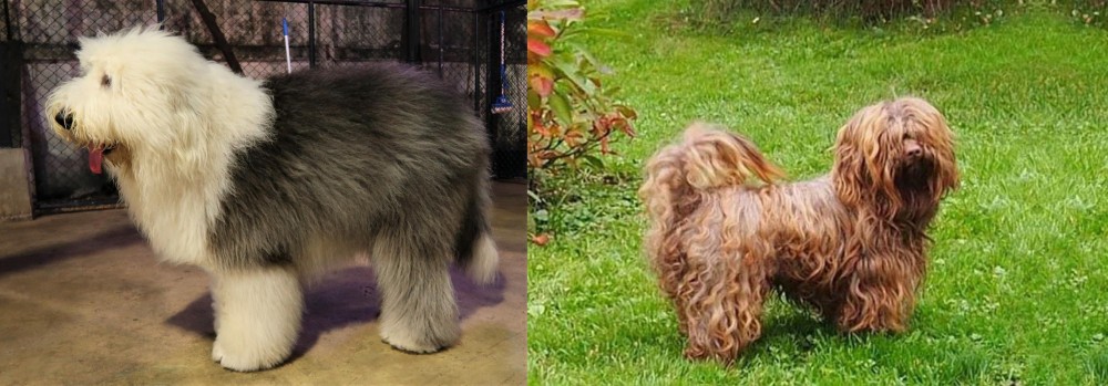 Tsvetnaya Bolonka vs Old English Sheepdog - Breed Comparison