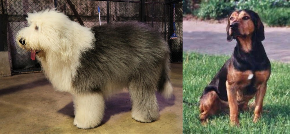 Tyrolean Hound vs Old English Sheepdog - Breed Comparison