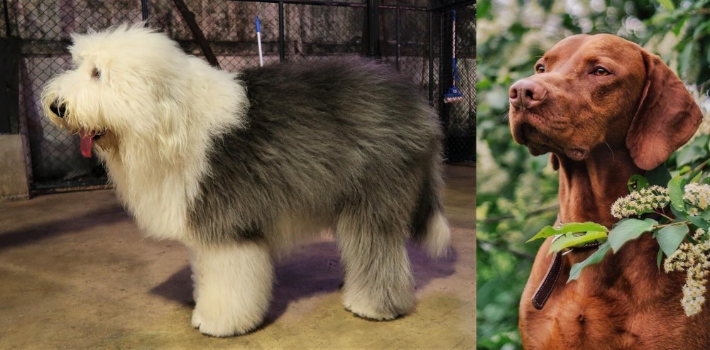Vizsla vs Old English Sheepdog - Breed Comparison