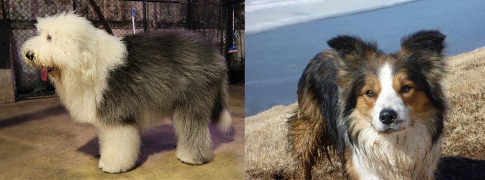 Welsh Sheepdog vs Old English Sheepdog - Breed Comparison