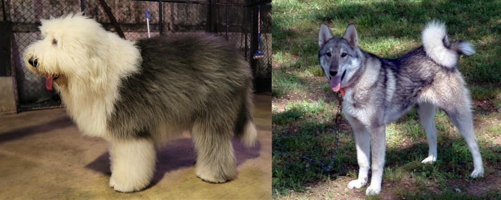 West Siberian Laika vs Old English Sheepdog - Breed Comparison