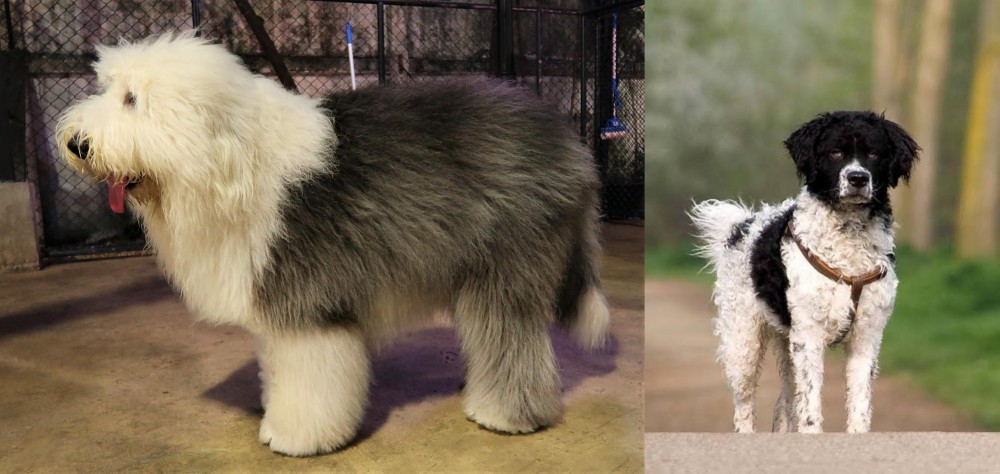 Wetterhoun vs Old English Sheepdog - Breed Comparison