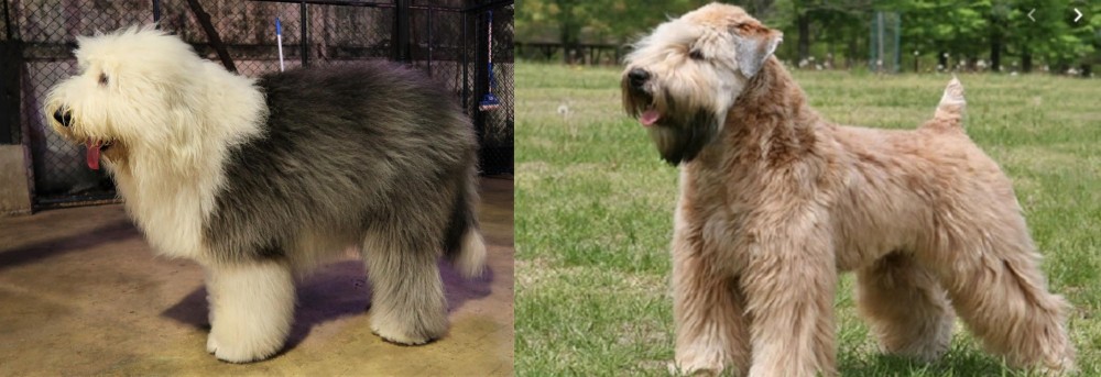 Wheaten Terrier vs Old English Sheepdog - Breed Comparison