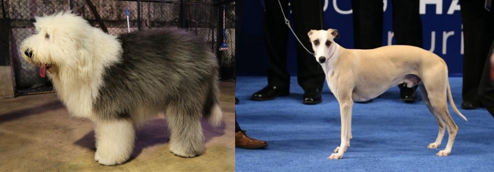Whippet vs Old English Sheepdog - Breed Comparison