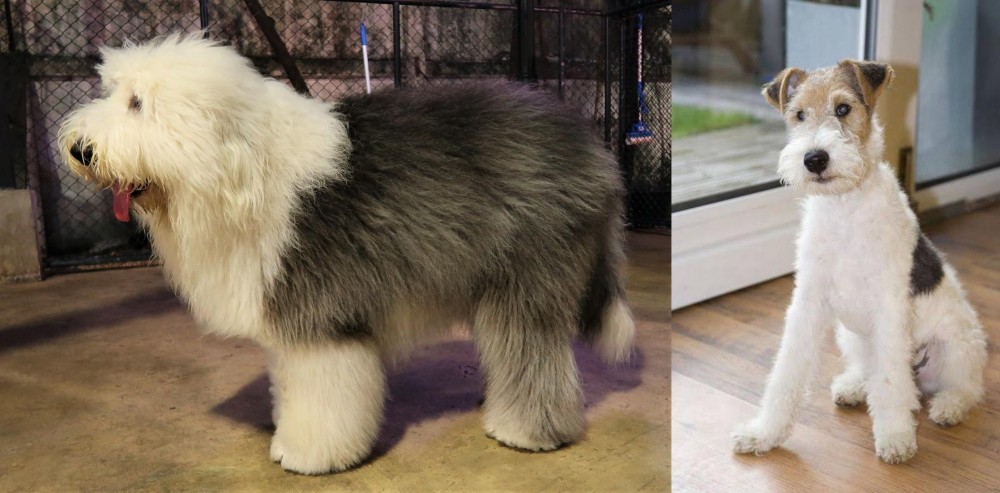 Wire Fox Terrier vs Old English Sheepdog - Breed Comparison