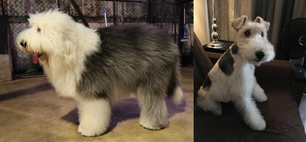 Wire Haired Fox Terrier vs Old English Sheepdog - Breed Comparison