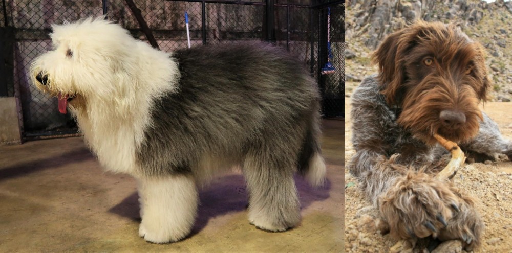 Wirehaired Pointing Griffon vs Old English Sheepdog - Breed Comparison